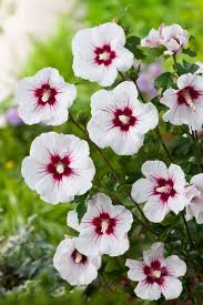 [6053] HIBISCUS SYRIACUS RED HEART (Caduc, 150/200)