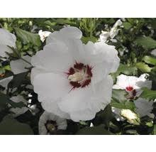 [6054] HIBISCUS SYRIACUS RED HEART - DEMI TIGE (Caduc, 150/200)