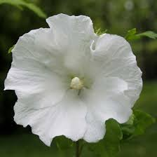 [6062] HIBISCUS SYRIACUS TOTUS ALBUS (Caduc, 150/200)