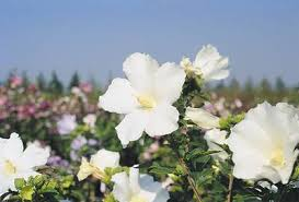 [6063] HIBISCUS SYRIACUS TOTUS ALBUS - DEMI TIGE (Caduc, 150/200)