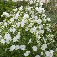 HIBISCUS SYRIACUS WHITE CHIFFON