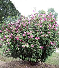 [6071] HIBISCUS SYRIACUS WOODBRIDGE (Caduc, 150/200)