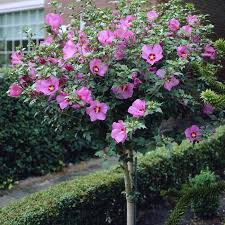 [6072] HIBISCUS SYRIACUS WOODBRIDGE - DEMI TIGE (Caduc, 150/200)