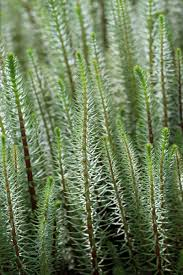 HIPPURIS VULGARIS