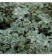 PITTOSPORUM TENUIFOLIUM