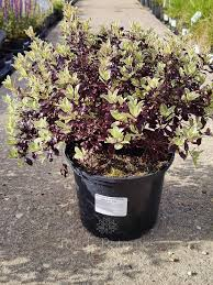 PITTOSPORUM TENUIFOLIUM BANOWAY