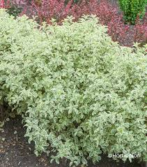 PITTOSPORUM TENUIFOLIUM VARIEGATUM