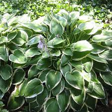 [6095] HOSTA SIEBOLDIANA (Caduc, 50/100)