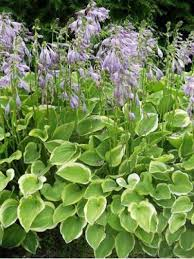 [6092] HOSTA FORTUNEI (Caduc, 20/50)