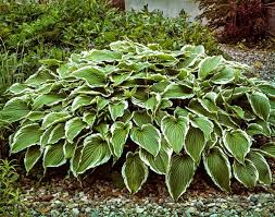 HOSTA UNDULATA