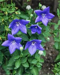 PLATYCODON GRANDIFLORUS