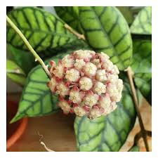 [6106] HOYA CALLISTOPHYLLA (Persistant, 50/100)