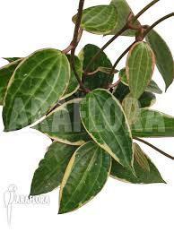 [6108] HOYA MACROPHYLLA (Persistant, 50/100)