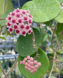 [6110] HOYA OBOVATA (Persistant, 50/100)