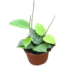 [6112] HOYA PARASITICA SPLASH (Persistant, 50/100)