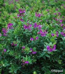POLYGALA MYRTIFOLIA