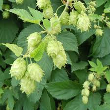 [6114] HUMULUS LUPULUS (Caduc, 5 à 10 m)