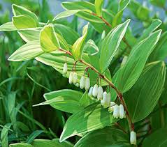 POLYGONATUM MULTIFLORUM