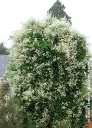 [9660] POLYGONUM AUBERTII (Caduc, 10 à 20 m)