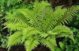 POLYSTICHUM POLYBLEPHARUM
