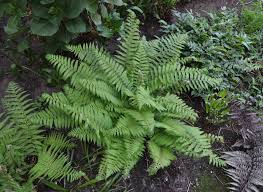 [9672] POLYSTICHUM SETIFERUM (Persistant, 100/150)