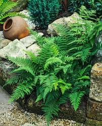 [9673] POLYSTICHUM SETIFERUM DAHLEM (Persistant, 100/150)
