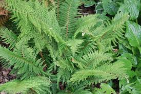 POLYSTICHUM SETIFERUM PROLIFERUM