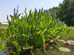 PONTEDERIA CORDATA