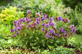 PRUNELLA GRANDIFLORA