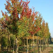 [10035] PRUNUS CAROLINIANA - TIGE PALISSEE (Persistant, 5 à 10 m)