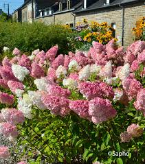 [6152] HYDRANGEA PANICULATA VANILLE FRAISE (Caduc, 150/200)