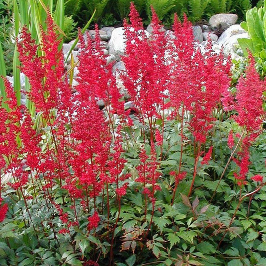 [1518] ASTILBE ARENDSII (Caduc, 20/50)