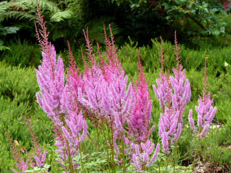 ASTILBE CHINENSIS PUMILA ROSE-LILACÉ