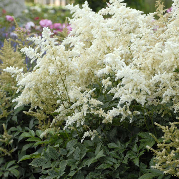 [1524] ASTILBE JAPONICA (Caduc, 20/50)