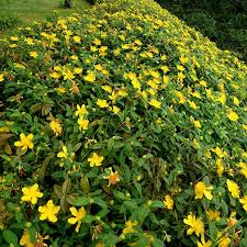[6175] HYPERICUM CALYCINUM (Persistant, 20/50)