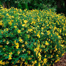 [6177] HYPERICUM HIDCOTE (Persistant, 100/150)