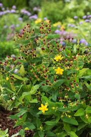 [6181] HYPERICUM INODORUM ELSTEAD (Caduc, 100/150)