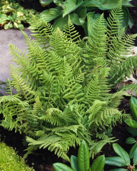 ATHYRIUM FILIX-FEMINA