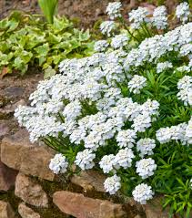 IBERIS SEMPERVIRENS