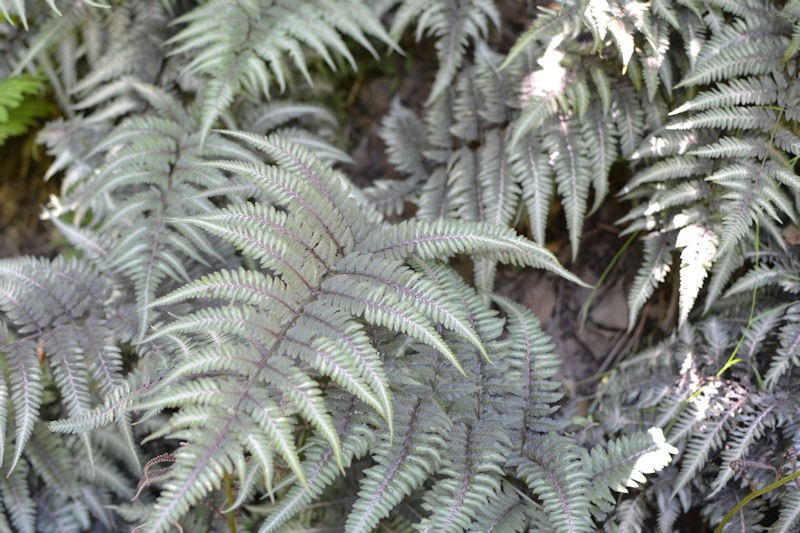 ATHYRIUM NIPONICUM METALLICUM