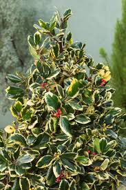 [6198] ILEX ALTACLARENSIS GOLDEN KING (Persistant, 250/300)