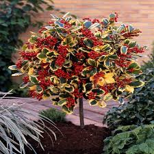 ILEX ALTACLARENSIS GOLDEN KING - DEMI TIGE