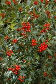 [6205] ILEX AQUIFOLIUM (Persistant, 3 à 5 m)