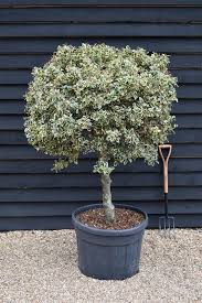 [6206] ILEX AQUIFOLIUM - PARACHUTE (Persistant, 3 à 5 m)