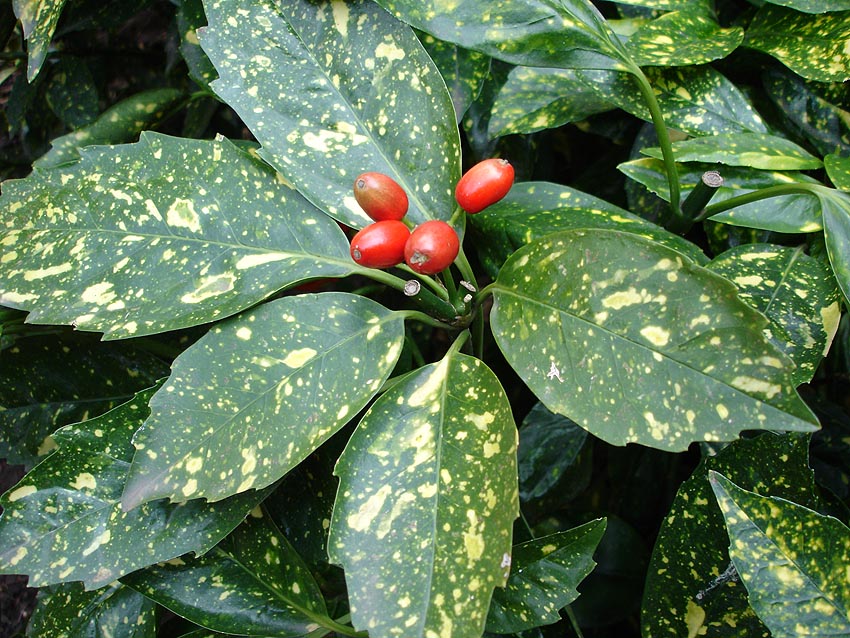 [1545] AUCUBA JAPONICA (Persistant, 150/200)