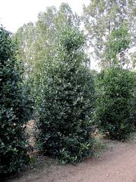ILEX AQUIFOLIUM ALASKA