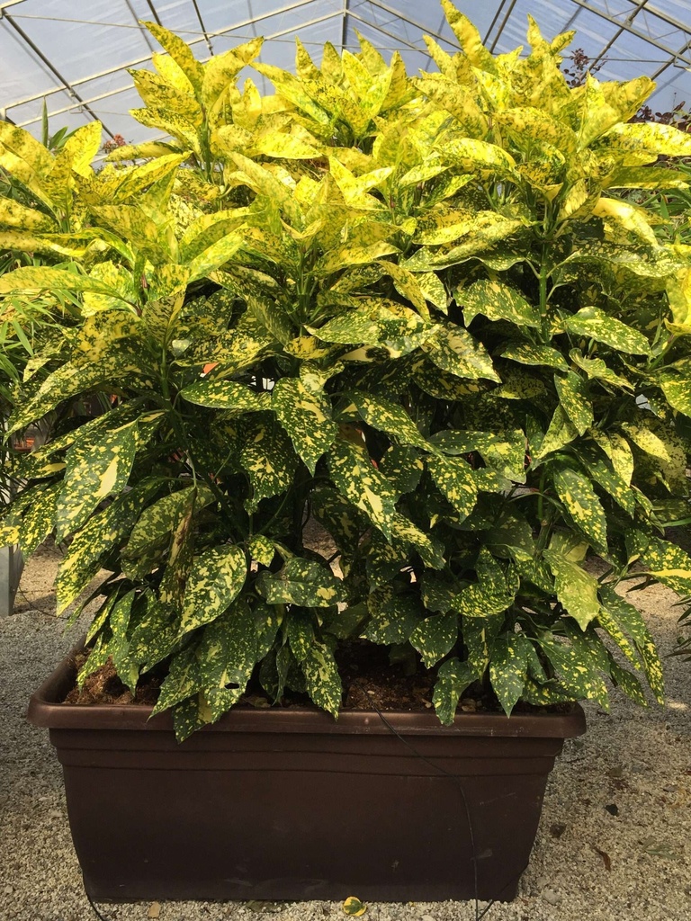 AUCUBA JAPONICA CROTONIFOLIA