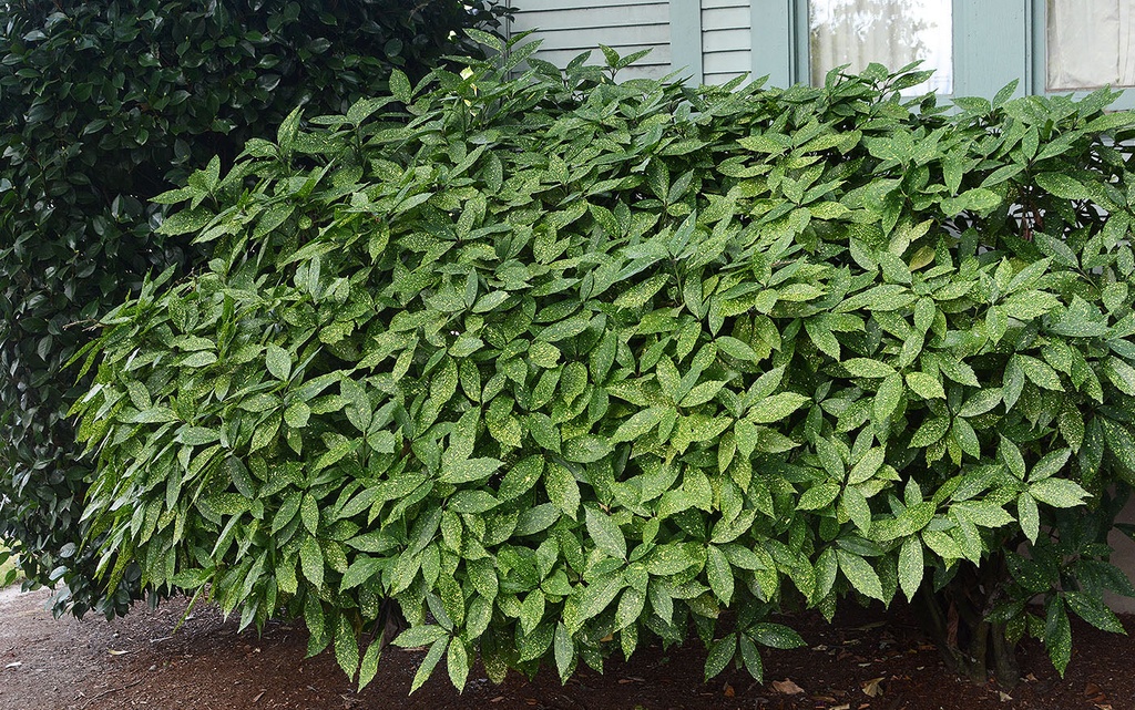 AUCUBA JAPONICA VARIEGATA