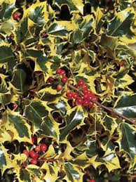 ILEX AQUIFOLIUM MADAME BRIOT