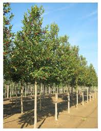 [6243] ILEX CASTANEIFOLIA (Persistant, 250/300)